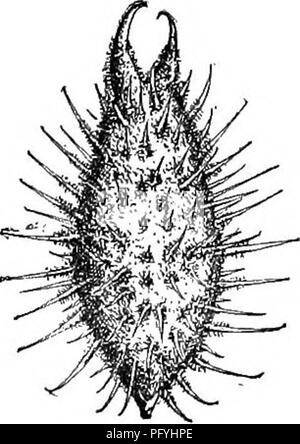 . Gray's neues Handbuch der Botanik. Ein Handbuch der Blütenpflanzen und Farne der Zentral- und Nordosten der USA und das benachbarte Kanada. Botanik. 1. X. spiN 6 snM L. Hoary-Pubertierende, bewaffnet an den Achseln mit Triple Stacheln; Stängel schlank; Blätter lanzettlich oder Eiförmig-lauceolate, kurz gestielt, Weiß - downy unter, oft 2-3-Gelappt oder - schneiden; Obst ca. 1 cm lang, mit einer einzigen kurzen Schnabel oder beakless. Â Abfall Orte. Mir zu Ontario, westw. und southw. (Nat. Aus Trop. Äa) Abb. 085. 2. X. canadfinse Mühle. Blätter breit eiförmig, herzförmige, in der Regel 3-lappig und einfach oder doppelt Gyrus; Burs gla-brou Stockfoto
