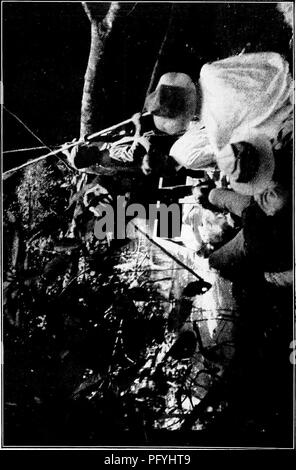 . Unsere Suche nach einer Wüste; ein Konto von zwei ornithologische Expeditionen in Venezuela und in British Guyana. Natural History; Vögel. 276 UNSERE SUCHE NACH EINEM Wildnis.. Bitte beachten Sie, dass diese Bilder sind von der gescannten Seite Bilder, die digital für die Lesbarkeit verbessert haben mögen - Färbung und Aussehen dieser Abbildungen können nicht perfekt dem Original ähneln. extrahiert. Beebe, Mary; Beebe, William, 1877-1962, gemeinsamen Thema. London, Constable Stockfoto