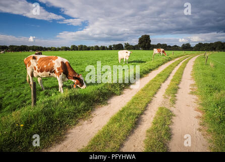 In der Nähe der kleinen Stadt Delden, in einer Region namens Twente, (nahe der deutschen Grenze), die Kühe grasen auf den Feldern an einem Sommernachmittag. Stockfoto