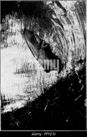 . Unsere Suche nach einer Wüste; ein Konto von zwei ornithologische Expeditionen in Venezuela und in British Guyana. Natural History; Vögel. 224 UNSERE SUCHE NACH EINEM Wildnis.. Bitte beachten Sie, dass diese Bilder sind von der gescannten Seite Bilder, die digital für die Lesbarkeit verbessert haben mögen - Färbung und Aussehen dieser Abbildungen können nicht perfekt dem Original ähneln. extrahiert. Beebe, Mary; Beebe, William, 1877-1962, gemeinsamen Thema. London, Constable Stockfoto