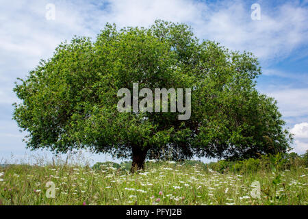 Grüner Baum auf ddie Himmel Hintergrund Stockfoto