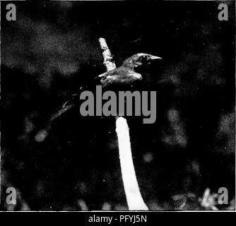 . Unsere Suche nach einer Wüste; ein Konto von zwei ornithologische Expeditionen in Venezuela und in British Guyana. Natural History; Vögel. Dampfgarer UND STARTEN ZU HOORIE CREEK. 147 Friedrich, für die keine weiße Person würde jemals seinen echten Namen gesagt werden -, der ein Tier oder einen Vogel - als eine solche Offenlegung ist gegen alle indischen Brauch, von der Angst vor dem was andere böse Macht über sie. Er gab uns eine schnelle, schüchtern, halbes Lächeln, und dann alle Licht starb an seinem, Mongolisch und er bedrohte ihn und blickte in die Dunkelheit vor. Auch hatte er. Abb. 72. Palm Tanager. Notwendigkeit von Angst und Vorsicht. Wir können sicher sein, seine p Stockfoto