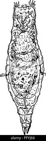 . Süßwasser-Biologie. Süßwasser-Biologie. Abb. S 70. Furcularia Abb. 871. Purcularia Abb. 872. Diglena ros-FlG. 8^^". Distemma set'/orficuta" ehi. Xsoo - longiseta Ehr. X400.Trata Dixon-Nuttall. igerum Ehrenberg. (Nach Weber.) (nach Dixon-Nuttall.) X 320. (Nach Dkon-X R 66. (Nach Ehren - Nuttall.) Berg.). Abb. 874. TriopMhalmus Abb. 87 s. In AUiertia-Abb. 876. Pleurotncha Abb. S77. Taphrocampa dorsualis Ehrenberg. Irusor Gosse. X 13 S. jramiw Western. X 125. Ein " " ii/ojo Gosse. X14. X80. (Nach Ehren - (Nach Gosse.) (nach Dixon-Nuttall.) (nach Weber.) Berg.). Bitte beachten Sie, dass diese Bilder sind Stockfoto