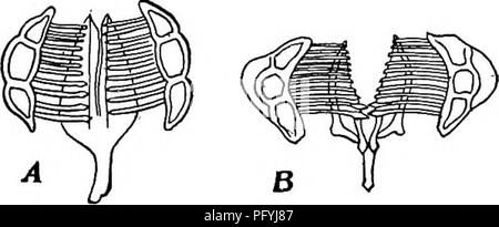 . Süßwasser-Biologie. Süßwasser-Biologie. Abb. 865. Corona oi Lacinularia socialis Ehr., die zwei Kränze von zilien zu zeigen. A, dorsalansicht. B, Seitenansicht. (Nach Wesenberg-Luod.) Triarthra (Abb. 944), und Tetramastix (Abb. 945). Diese rädertierchen sind die einzigen, die Corona und Backen hke Die der Meli - certidae, und sie stimmen mit Ihnen in vielen anderen Angaben. So, alle haben zwei Augen, während die meisten anderen rotatorien haben, sondern nur eine. In allen gibt es entweder keinen Fuß, oder es ist eine pecuKar, fehlen die charakteristischen Zehen. In Pterodina den Fuß endet in einem Bündel von ciUa, und das ist ebenso wahr Stockfoto