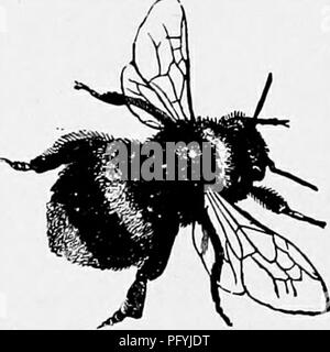 . Die populäre Naturgeschichte. Zoologie. Die bescheidene Biene. 547 Die Beine der Bienen die Pollen von Blumen. Dies wird durch die Bienen geknetet, und Biene - Brot genannt. Die Zellen sind 6-seitig, einer Form, die der größte Raum bietet und die Festigkeit mit dem Le t Menge Material gibt, aber das meihoc' von den Bienen beschäftigt, um die Zellen zu geben, dass die Form nicht bekannt ist. Die Zellen, in denen die Drohne oder männlichen Bienen geschlüpft sind, sind viel größer als die der gewöhnlichen oder Arbeitsbiene. Die Kanten der Zellen werden mit einer Substanz namens Propol s, der ein gummiartiges Material aus den Knospen von Vari beschafft gestärkt Stockfoto