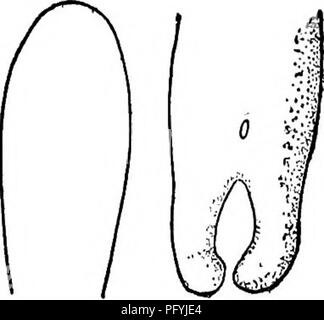 . Süßwasser-Biologie. Süßwasser-Biologie. Parasitäre SPULWÜRMER 541. 21 (i 8) Keine konische spicules hinter Membrana Aperture; kaudale Lappen cylin - drical platycephalus Gordius Montgomery 1898. Für die Weibchen dieser Spezies 30 in diesem Schlüssel. Männliche bis zu 216 mm lang, 1 mm breit. Die abgeflachten anterior Ende ist charakteristisch, sondern Montgomery gefunden ein Exemplar der G. densareolatus anscheinend mit dieser Funktion und konnte es nur als eine hybride Form erklären. Kanada, Pennsyl- vania und Guatemala. Abb. 842. Gordius platycephalus J; Kopf und Schwanz im ventralen Aspekt. Vergrößert. (Nach Montgomery.) 22 (11) Caud Stockfoto