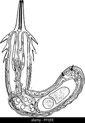 . Süßwasser-Biologie. Süßwasser-Biologie. 536 Süßwasser-biologie Hilfe eines Mikroskops. Die meisten Funktionen, auf die Einstufung basiert extern sind und muss als willkürlich und trivial betrachtet werden. Die interne Struktur kann nur mit Mühe durch komplizierte Technik studiert werden und kann hier ohne Beschreibung weitergegeben werden. In einer Hinsicht die Gordiacea unterscheiden sich von den parasitären Würmern bisher betrachtet: die Erwachsenen sind frei - Leben und es ist nur der junge Phasen, die auf eine parasitäre Existenz führen. Wahrscheinlich der Freien aquatische Phase ist lediglich eine reproduktive Periode, obwohl es Pr Stockfoto