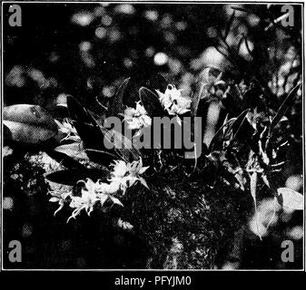 . Unsere Suche nach einer Wüste; ein Konto von zwei ornithologische Expeditionen in Venezuela und in British Guyana. Natural History; Vögel. Das LAND VON EINEM EINZIGEN BAUM. 23 rein weißen Blüten {Epidendrum fragrans) Füllung des Cano mit ihrer Süße. Jetzt die filigrane Laub eines Palm ist für einen Moment gegen die Aufhellung östlichen Himmel Silhouette, und eine Masse von großer convolvulous Blüten glänzt vom Ufer aus. Wir erkennen, dass wir es nicht viele Meilen von trockenem Boden und andere Gewächse sind bereits Anfang der Dominanz der Mangroven zu bestreiten.. Abb. 10. Weiße Orchideen. Erneut Stille, t Stockfoto