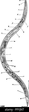 . Süßwasser-Biologie. Süßwasser-Biologie. Frei lebende Nematoden 495 46 (45) Schlund nicht lang und schmal 47 47 (48) Schlieren nicht auflösbaren in Zeilen von Punkten Cephalobus Bastian. Gattung der zahlreichen Arten, die häufig über die höheren Pflanzen, zweifellos häufig mindestens "semi-Parasitären." Gelegentlich Arten im Süßwasser. Gemeinsame in morschem pflanzlichen Stoffen. Einige Arten sind parthenogenetisch, andere Hermaphroditische. Gefunden auf der Oberfläche von Insekten. Rhabdilis Cephalobus ähnelt, können aber leicht durch die Form des Pharynx und der Natur der männlichen kaudale Anker unterschieden werden. Die phar Stockfoto