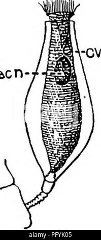 . Süßwasser-Biologie. Süßwasser-Biologie. CILIATE PROTOZOEN (INFUSORIA) 297 203 (204) mdcn -. Ohne einen Deckel. Zooid wie Thuricola; Anhänger an der Unterseite des Lorica in einem sessile Weise oder durch eine con United - Schließung des Fruchtstiels. Cothurnia Ehrenberg. Vertreter der Gattung Cothurnia plectoslyla Stokes 1885. Lorica gebogen, zweieinhalb Mal so lang wie breit, fein Gerieft längs, quer auch mit Markierungen. Posterior, aufgeteilt in zwei ungleiche Teile durch eine gekrümmte, chitinous Partition, auf die sich die Zooid verbunden ist. Zooid nicht ragt weit über die apertur Stockfoto