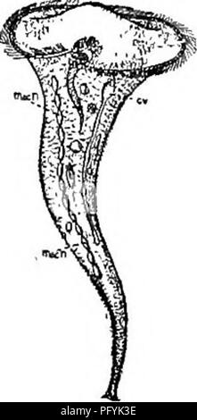 . Süßwasser-Biologie. Süßwasser-Biologie. 114 (113) ohne ein undulating Membrane in der peristome. Körper Geldbeutel-förmige, schräg vor; peristome Trichterförmigen, open-ing auf der ventralen Seite durch einen Schlitz bis zur Mitte des Körpers. Membranellae auf der linken Seite des peristome Bursaria Muller. Vertreter der Spezies. Bursaria truncatella Muller 1786. Kern band - wie; kontraktile Vakuolen zahlreiche. Länge soo zu 700 li. Teich Wasser. Abb. 511. Bursaria truncatella. cv, kontraktile Vakuole; macn, macronucleus-X 35. (Nach Kent.) 115 (106) Peristome der anterioren Bord beschränkt Stockfoto