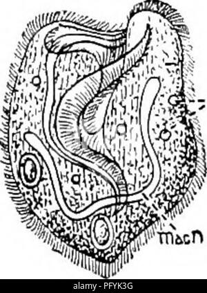 . Süßwasser-Biologie. Süßwasser-Biologie. CILIATE PROTOZOEN (INFUSORIA) 28 s. 114 (113) ohne ein undulating Membrane in der peristome. Körper Geldbeutel-förmige, schräg vor; peristome Trichterförmigen, open-ing auf der ventralen Seite durch einen Schlitz bis zur Mitte des Körpers. Membranellae auf der linken Seite des peristome Bursaria Muller. Vertreter der Spezies. Bursaria truncatella Muller 1786. Kern band - wie; kontraktile Vakuolen zahlreiche. Länge soo zu 700 li. Teich Wasser. Abb. 511. Bursaria truncatella. cv, kontraktile Vakuole; macn, macronucleus-X 35. (Nach Kent.) 115 (106) Peris Stockfoto