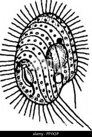 . Süßwasser-Biologie. Süßwasser-Biologie. CILIATE PROTOZOEN (INFUSORIA) 283 102 (103) Körper abgeflacht, oval, mit Spirale Furchen. Peristome mit einer vi-Brating Membran posterior in den Mund führt. Ein Büschel langen Borsten am hinteren Ende des Körpers. Cinelochilum Perty. Vertreter der Spezies. Cinetochilum margaritaceum Ehrenberg 1838. Kontraktile Vakuole posterior, gegenüber dem Mund, mit dem Kern einer-terior. Länge 30 m - Sehr häufig im Teich Wasser. Abb. 505. Cinetochilum margantaceum. X500. (Nach BiatschU.) 103 (102) Körper fast oval, ventrale Oberfläche flach, cUiated; dorsale Surf Stockfoto