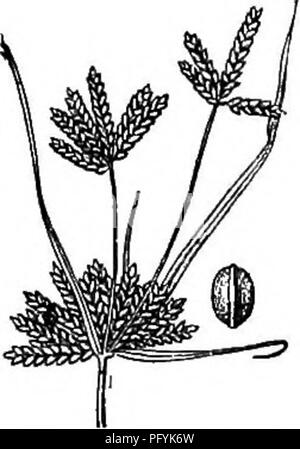 Grays Handbuch bietet eine ausführliche Anleitung zu den blühenden Pflanzen und Farnen im Nordosten der USA und Kanadas, wobei der Schwerpunkt auf Pflanzenmorphologie und -Taxonomie liegt. Dazu gehören Arten wie *C. Grayii* mit markanten Dolden und lanzenförmigen Blättern. Stockfoto
