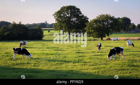 Kühe grasen in das Feld in der Nähe von Ootmarsum (Overijssel, Niederlande) an einem Sommerabend, einer kleinen Stadt in der Nähe der deutschen Grenze Stockfoto