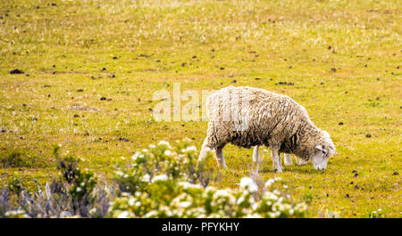 Schafe fressen Gras auf der Wiese, Patagonien, Chile. Kopieren Sie Platz für Text Stockfoto