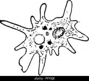 . Süßwasser-Biologie. Süßwasser-Biologie. Abb. 274 6 (s) Körper glatt, ohne spicules. . 7 (8) Der Körper ist gewöhnlich umgebenden symbiotischen Bakterien. Vertreter der Spezies. Große Größe. Kerne viele. Pelomyxa Greeff. Pelomyxa palustris Greeff 1870. 8 (7) 9 (10) 10 (9) II 12 (14) (13) einer sehr großen Form langsam durch breite Erweiterungen des Ektoplasmas. Endoplasm umgebenden Sand, brillante Blutkörperchen und Bakterien; mit zahlreichen Vakuolen im ecto - keimplasma. Kerne können Anzahl looo oder mehr. Lebensraum sphagnous Durchsickern von Teichen und Sümpfen. Maximale Länge 2000 m. S. carolinensis Wilson, in American Naturalist beschrieben. Stockfoto