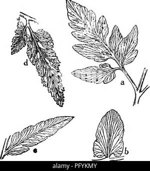 Das Handbuch von Gray bietet einen ausführlichen Leitfaden zu blühenden Pflanzen und Farnen im Zentral- und Nordosten der USA und Kanadas, einschließlich Arten wie *B. Obliquum*. Sie bietet detaillierte Beschreibungen und Lebensrauminformationen für die Identifizierung und Untersuchung von Pflanzen. Stockfoto