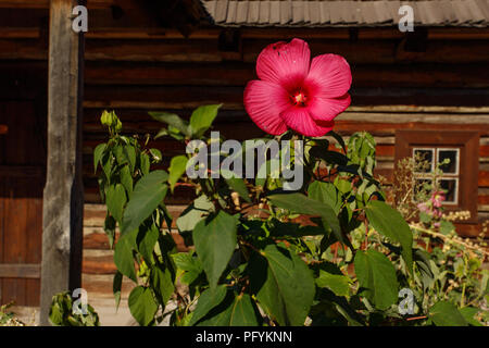 Grosse Blumen auf dem Hintergrund eines alten Holzhaus auf der Insel Khortica, Zaporozhye, Ukraine Stockfoto