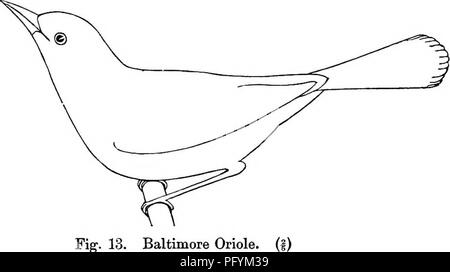 . Das Land - Vögel und Wild - Vögel von New England; mit Beschreibungen der Vögel, die ihre Nester und Eier, ihre Gewohnheiten und Notizen, mit Abbildungen;. Vögel. 262 LAND-Vögel. heftigen Sturm. Es besteht aus Pflanzenfasern, trockene Gräser und Materialien wie versehentlich erhalten werden, wie z. B. Gewinde, String, Garne, Wolle, und die Bits aus Stoff, aU, von denen sind fest miteinander verwoben. Obwohl seine Struktur und Form weisen große Unterschiede, aber es ist normalerweise vergrößert in der Nähe der Unterseite und warm gefüttert, häufig mit Haaren. Häufig ist es gebaut. Abb. 13. Baltimore Oriole, unter einem Blätterdach, so dass Sh. Stockfoto