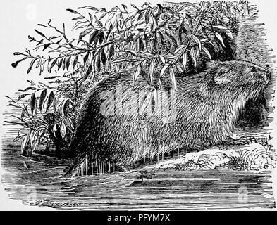 . Die populäre Naturgeschichte. Zoologie. Die MUSQUASH. 143 weiss. Die gesamte Färbung des Tieres ist so wunderbar Ich "ke den Farbton der schlammigen banlcs, auf dem sie sich befindet, dass eine geübte Naturforscher Otten hat verwechselt die Ondatras für blosse Klumpen Schlamm bis sie anfingen aud.0 zu bewegen, die Illusion ausgeräumt. Die Füße des Ondatra sind gut vernetzt und ihre Prägung auf der weichen Schlamm ist sehr wie die eines gemeinsamen Ente essen Sf die Ondatra in einem wilden Zustand scheint fast ganz ot pflanzlicher Natur sein; obwohl, wenn Sie in einem Käfig eingesperrt, eines dieser Tiere bus gesehen worden, muss zu essen Stockfoto