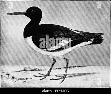 Dieses Buch beschreibt verschiedene Vogelarten Australiens, darunter den Rattenausternfänger (Haematopus longirostris) und den Schwarzen Austernfänger (Haematopus fuliginosus). Es enthält Beschreibungen ihrer Nestgewohnheiten, physikalischen Messungen und Verteilung in Australien, Tasmanien und Neuseeland. Stockfoto