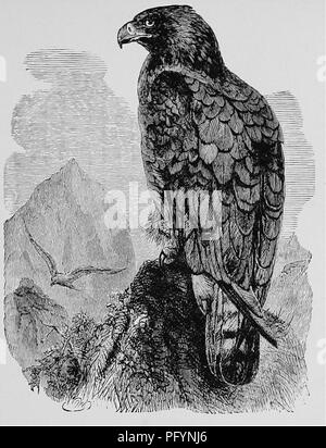 . Ein beliebtes Handbuch der Ornithologie der Vereinigten Staaten und Kanada, auf nuttall's Manual. Vögel, Vögel. GOLDEN EAGLE. Aquila Chrysaetos. Char. Dunkelbraun, Kopf und Hals tawny Braun; Beine gefiederten an den Zehen; bei den Jungen, Schwanz weißlich, mit breiten Terminal band o £ Schwarz. Nest. Auf einem Baum, manchmal auf einer hohen Klippe; Lose von trockenen Sticks gebaut, mit Zweigen, Gras, Moos, Blätter, Federn und Daunen. Eier. 2-3 (in der Regel 2); blasse, weiße oder blasse Buff, getupft und mehr oder weniger stark gestromt mit rötlich braun und Lavendel; 3,00 X 2,30. Diese alte Monarch der Vögel ist in allen gefunden Stockfoto