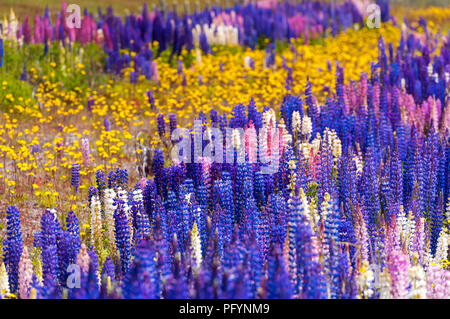 Blick auf die blühenden Lupinen im Nationalpark Torres del Paine, Patagonien, Chile. Mit selektiven Fokus Stockfoto