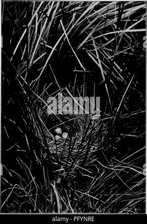 . Vogel Häuser: Die Nester, Eier und Zucht Gewohnheiten des Landes Vogelarten, die sich im Osten der Vereinigten Staaten, mit Hinweisen auf die Aufzucht und Fotografieren der jungen Vögel. Vögel, Vögel. Der SONG SPARROW NEST.. Bitte beachten Sie, dass diese Bilder sind von der gescannten Seite Bilder, die digital für die Lesbarkeit verbessert haben mögen - Färbung und Aussehen dieser Abbildungen können nicht perfekt dem Original ähneln. extrahiert. Dugmore, A. Radclyffe (Arthur Radclyffe), 1870. New York: Doubleday & Amp; McClure Stockfoto