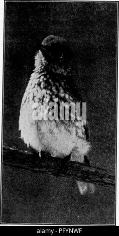 . Vogel Häuser: Die Nester, Eier und Zucht Gewohnheiten des Landes Vogelarten, die sich im Osten der Vereinigten Staaten, mit Hinweisen auf die Aufzucht und Fotografieren der jungen Vögel. Vögel, Vögel. . Bitte beachten Sie, dass diese Bilder sind von der gescannten Seite Bilder, die digital für die Lesbarkeit verbessert haben mögen - Färbung und Aussehen dieser Abbildungen können nicht perfekt dem Original ähneln. extrahiert. Dugmore, A. Radclyffe (Arthur Radclyffe), 1870. New York: Doubleday & Amp; McClure Stockfoto