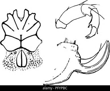 . Süßwasser-Biologie. Süßwasser-Biologie. Das Wasser - Milben (HYDRACARINA) 86 s29 (28) Genitale cleft durch zwei große bewegliche Ventile flankiert, und auch ace-Tabula kostenlos in die Oberfläche des Körpers. Koenikea Wolcott 1900.. Eine schöne Milbe der markante Form, stark verdichtete und actualiji Dreschkorb dorsal; mit Haaren. Hell und unterschiedlich gefärbt. Eine weit verteilten Arten, K. concava Wolcott, selbst die Anpassung an die unterschiedlichsten Bedingungen, und oft üblich. Der kleinen Größe von 0,6 bis 0,7 mm in der Länge. Abb. 1334. Koenikea concava Wolcott. Epimeral Feld- und Genitalbereich, männlich. X65. Inn Stockfoto