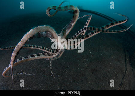Eine seltene Mimic Octopus, Thaumoctopus mimicus, kriecht über den schwarzen Sand vom Meeresboden der Lembeh Strait, Indonesien. Stockfoto