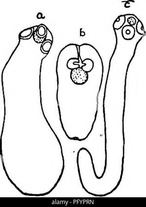 . Süßwasser-Biologie. Süßwasser-Biologie. Parasitische PLATTWÜRMER 451 126 (125) Vier Saugnäpfe auf der scolex der Larve. Cysiicercus. 127 Der Kopf der Larve ist invertiert, so dass diese Sauger sind in der Mitte der Masse und kann leicht übersehen werden. Im engeren Sinn der Begriff cysticercus ist mit dem großen dünnwandige Blase - Wurm in einen Hohlraum von der beträchtlichen Größe gefüllt mit wäßrigen Flüssigkeit, in der die scolex wächst aus einer polaren Papille, die Vertiefungen geben in umgekehrter Der scolex des Erwachsenen angewendet. Diese Larve gehört zu den terrestrischen Fauna und tritt nur versehentlich Stockfoto