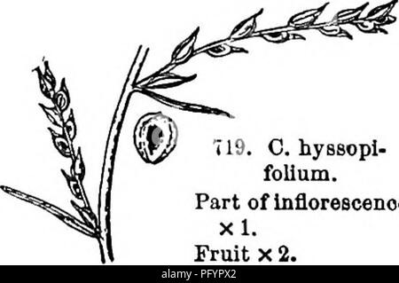 . Gray's neues Handbuch der Botanik. Ein Handbuch der Blütenpflanzen und Farne der Zentral- und Nordosten der USA und das benachbarte Kanada. Botanik. CHENOPODIACEAE (GÄNSEFUSS FAMILIE) 369 Blätter. (Name aus Kdpis, ein Fehler, und (TTT^p/Xa, Saatgut.") 1. C. hyssopifblium L. etwas haarig, wenn Junge, blass; blumig Blätter und Hüllblätter awl - von einem Geweiteten base oder die Obere eiförmig geformt und Spitz, scaridus Breitrandigem; Obst Teil der taflorescenoc Vring - Breitrandig. - Sandstrände entlang der xi. Region der Großen Seen; Mo. bis Tex und northwestw. Obst x 2. Abb. 719. 119. 0. hyBSopl- foUum. 8. SAI, IC6RNIA [Tourn. Stockfoto