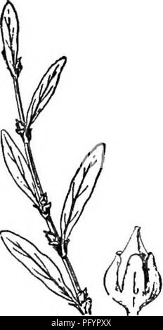 . Gray's neues Handbuch der Botanik. Ein Handbuch der Blütenpflanzen und Farne der Zentral- und Nordosten der USA und das benachbarte Kanada. Botanik. 706. S. maritimum. Blühenden Zweig x%. Fruchtkörper Kelch X 8. Stamm - Blatt x 1. Kanada und Me.; 1. S. maritimum L. nieder, sehr glaucous, fast weiß; Blätter meist kleine, linear - länglich, sehr dick, normalerweise mehr als die kurze Zwischenknoten; Nebenblätter silbrig; Kelchblätter verkehrt eiförmig breit, gängigen Petaloid-Boden nachempfunden, an der Basis beauftragt, die Grundzüge der Ro-seate Tipps inklinierende Obst zu verbreiten. Sandstrand - Meer - Küste, Mass., Fla., lokale. (Eu.) Abb. 706. 2. S. FowlSri Robinson Stockfoto