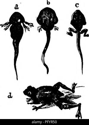 Ein umfassender Leitfaden für gewöhnliche Tiere, einschließlich des gewöhnlichen Frosches (Rana temporaria). Diese Arbeit liefert detaillierte Beobachtungen und Beschreibungen verschiedener Tierarten, ihrer Lebensräume und Verhaltensweisen, um die Öffentlichkeit über Zoologie und Naturgeschichte zu informieren. Stockfoto