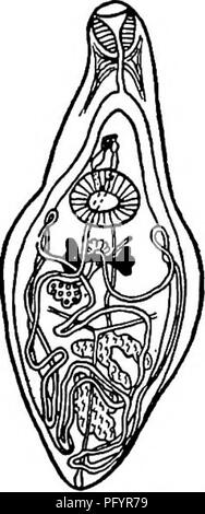 . Süßwasser-Biologie. Süßwasser-Biologie. 114./in) Abb. 691. Gogoderina attenuaia. Ventrale Ansicht. X 24. (Nach Cort.) Körper längliche, schlanke anterioren Region deutlich vom breiten Poste - Rior region Phyllodisiomum M.Braun 1899. Keine scharfen Une Division markiert den Übergang zwischen den beiden Regionen des Körpers. Die vitellaria sind shghtly sohd Massen nur marginal eingerückt. Die Hoden sind schräg, gut voneinander getrennt, und nur schwach gelappt, wenn überhaupt. In der Harnblase von Fischen und Amphibien. Vertreter der amerikanischen Arten. Phyllodistomum americanum Osborn 1903. Eine Art (S. ame Stockfoto