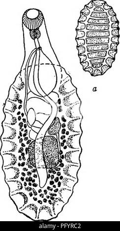 . Süßwasser-Biologie. Süßwasser-Biologie. ^^ (32) selbstklebende Scheibe oval, bestehend aus drei Reihen von alveolen 34 34 (35) Mund subterminal, nicht durch den Bukkalen disc umgeben. Cotylaspis Leidy 1857. Ventrale Schild viel wie in Aspidogaster, speichern, dass die alveoU sind in drei Längs- Zeilen, die zentrale alveolen quer gestreckt wird. Rn Sinnesorgane vorhanden, auch zwei Augen. Eierstock dextral, kleiner als einzigen testis m posterioren Ende Eizellen nicht zahlreich und groß. Von mehreren Arten bekannt, Cotylaspis insignis Leidy 1837, ist häufigste. Es ist Anhänger der Host in den Winkel zwischen inneren Gill zu Oberfläche Stockfoto