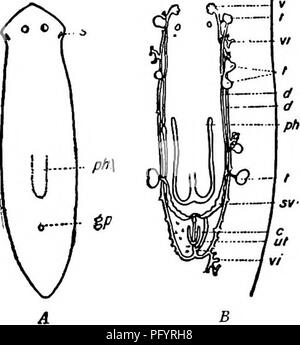 . Süßwasser-Biologie. Süßwasser-Biologie. Die freilebenden Plattwürmern (TURBELLARIA) 355 83 (102) Normale Augen zwei oder keine planarien. 84 84 (Loi) mit zwei normalen Augen (manchmal mit einem oder mehreren unregelmäßig platzierte Zubehör Augen) 85 85 (94) Anterior mehr oder weniger spitzen Ende mit kantigen cephalen Anhängen - Alter 86 86 (91) der vorderen Ende unverblümt hingewiesen, Winkel von seitlichen Rändern der Kopf nicht weniger als 60° gebildet. Cephalen hautanhangsgebilde Stumpf. Körper ungefähr so breit gerade zurück von anhängseln wie unmittelbar vor Ihnen 87 87 (88) Der Winkel durch die seitlichen Ränder des Kopfes viel größer als 60° gebildet. Cephalen appendag Stockfoto