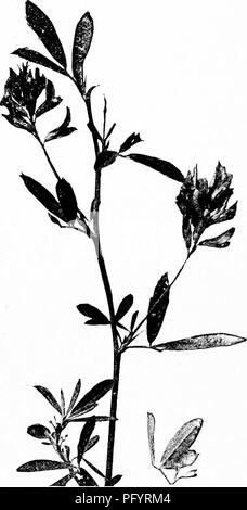 . Handbuch der Natur - Studie für Lehrer und Eltern, auf dem Cornell Natur - Studie Merkblätter. Die Natur studieren. 6 S4 Handbuch der Nature-Sttidy Luzerne ist so abhängig von seinen kleinen u-Partner, dass es ohne sie nicht wachsen; und so den Bauern Pflanzen, mit der Luzerne Saatgut, einige der Erde von einem alten Luzerne Feld, die in diesen Bac ist reich - teria. Auf einer Farm, die ich kenne, die bakterielle Boden gab vor allen von den Samen gepflanzt wurde; und wenn die Ernte war bereit, es war einfach zu sehen, gerade wenn das Saatgut ohne die Beimpfte Boden gepflanzt worden war, für die Pflanzen, wuchs es waren Stockfoto