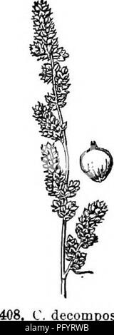. Gray's neues Handbuch der Botanik. Ein Handbuch der Blütenpflanzen und Farne der Zentral- und Nordosten der USA und das benachbarte Kanada. Botanik. 228 CYPEBACEAE (SEGGE FAMILIE ^. decomposita. 409. C. diandrs. Reife; Waage kurz- awned. - Vt zu Ontario und Ky.; Juni-aug, Fjg. 406. Var. amblgua (Barratt) Fernald. J'erigynia breit-eiförmig zu orbicular, abrupt short-beaked, oft Gold-braun. (C. vul-pinoidea, var. ambigua Barratt; c. xanthocarpa Bicknell.) - Trockene Böden, s. Mir zu La. und southw. Abb. 407. 53. C. decomp 6 sita Muhl. Stout, überschreiten zunehmend tief grün, 0,5-1 m. hoch, im Stuhl; c Stockfoto