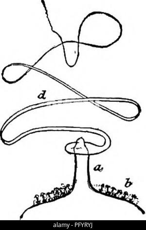 . Süßwasser-Biologie. Süßwasser-Biologie. Abb. 581. Carterius tubisperma. A. in der Teilbereich der gemmule; (a), Foraminalen Aperture in einem langen tubulus Abfackeln und Trichter - an der Spitze geprägt und in mehrere kurze Ranken-id) oder cirrous Hautanhangsgebilde unterteilt. verlängert. (6), spicules birotulate. X50. (Nach Potts.) B. drei Arten von spicules hier herausgefunden: Skelett spicules; gemmule birotulates; angesichts der rotule; Lange spined Schlanke dermale acerates. X 100. (Nach Potts.) 49 (48) so) Foraminalen Tubulus kürzer; ranken, ein oder zwei, die tubulus Carterius latitenta Potts 1881 umhüllt. Häufig Schwamm e Stockfoto