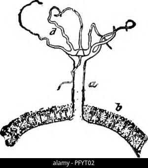 . Süßwasser-Biologie. Süßwasser-Biologie. 314 Süßwasser-BIOLOGIE 48 (49, 50) Foraminalen Tubulus sehr lang und schlank, Ranken, Korruptions- sondere winken Carterius lubisperma Mühlen 1881. Schwamm massiv. Gemmules zahlreiche. Länge der Foraminalen Tubulus eine halbe bis Sobald diam-eter von gemmule. Skelett spicules eher schmal, allmählich hingewiesen, dünn Spined. Der-mals spicules Lange, schlanke, völlig Spined. Gemmule birotulates reichlich, unregelmäßig in Länge, was Gattung Heteromeyenia, Welle glatt oder mit einem oder mehreren Stacheln, rotules gewölbt, Strahlen zahlreiche, Lang, incurved. Von Annand zugeordnet Stockfoto