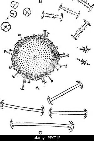 . Süßwasser-Biologie. Süßwasser-Biologie. 312 39 (4o: Süßwasser-biologie)) Terminal Stacheln von mehr gemmule spicules mit einer einfachen Kurve. Asteromeyenia plumosa (weltner) 1895. Schwamm massive, aber spröde und brüchig. Slieleton spicules schlanke, glatte, stark an beiden Enden spitz, fast gerade. Die Welle des langen birot - ulates fast glatt, schlank, gerade; rotules ein Kreis von gebogenen Haken, an der Basis verbunden. Kurze birotulates mit stouter Wellen, ausgiebig, unregelmäßig und stark Spined; rotules nicht Mark-Zweifel konvex im Profil, unregelmäßig, schmal und tief gezahnt. Freie s Stockfoto