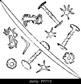 . Süßwasser-Biologie. Süßwasser-Biologie. 36 (20, 3 S) Dermale spicules stellate Dosilia Grau. Nur Arten noch in den Vereinigten Staaten berichtet. Dosilia palmeri (Potts) 1885. Schwamm massive, subspherical, Lobate. Skelett dünn microspined spicules, gewölbt, allmählich hingewiesen. Dermale spicules Sternförmigen, bestehend aus einer variablen Anzahl von Waffen in verschiedenen Längen, strahlenförmig von einem grossen glatten kugelförmigen Körper, Arme spined durch. Spined Gemmule birotulates mit langen Wellen, rotules eingekerbt. Von Colorado River, 60 Meilen unterhalb Fort Yuma, angeschlossen an hängende Äste überflutet von der Feder freshe Stockfoto