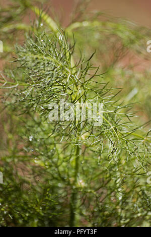 Fenchel (Foeniculum vulgare) Anlage Stockfoto