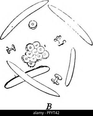 . Süßwasser-Biologie. Süßwasser-Biologie. Abb. 565. Trochospmgilla Leidyi. A. Obere Oberfläche der Teil einer Schicht von gemmules, von denen jede durch ein Gitter Capsule (c) Der spicules ähneln denen des Skelett umgeben ist; auf dem Gipfel ein offener Raum, um die Foraminalen Aperture (O), von mehr als einer, der manchmal anwesend. X50. B. vier Arten von spicules hier dargestellt; glatt Skelett spicules, abrupt hingewiesen; Gleiche, mit abgerundeten Kündigungen; kurze birotulates mit ganzen Margen; Gleiche mit rotule verdreht oder exflected; angesichts der rotule; Gruppe von rotules, wie Sie auf der Oberfläche erscheinen. Stockfoto
