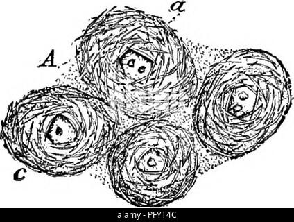 . Süßwasser-Biologie. Süßwasser-Biologie. 3 o8 Süßwasser-Biologie II (lo) Dermale spicules acerate. Wagneri spongilla Potts 1889. Gemmules reichlich vorhanden. Skelett spicules Lange, robuste, weich. Dermale spicules sehr zahlreich. Spined Gemmule spicules, lang, gebogen. Stacheln am zahlreichsten an Extremitäten. Nur aus Brackwasser des südwestlichen Florida aufgezeichnet. Keine Abbildung nicht veröffentlicht. Gemmule birotulate spicules der Art, mehr oder weniger modifiziert. Sub-Familie Meyeninae Vejdovsky. 13 Öffnungen von gemmules nicht mit Fadenförmigen Anhängseln 14 Rotules von gemmule birotulates nahezu gleich ist Gemmule Bib zur Verfügung gestellt Stockfoto