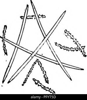. Süßwasser-Biologie. Süßwasser-Biologie. Schwamm evergreen, Inkrustierende, dünn, Versenden von zahlreichen langen, schlanken winken Zweige von einem relativ dicken Basalmembran. Gemmules wenige, in verstreuten Niederlassungen. Skelett spicules glatte, gerade oder leicht gekrümmte, ziemlich abrupt hingewiesen. Dermale spic Terminsicherheit, minute, glatte, gerade oder gebogen, schlank, allmählich hingewiesen. Von klaren stehendes Wasser in New Jersey und Virginia. Abb. s6 o. Der spongilla Spicules aspinosa. Vier Arten von spicules figxured Hier; gewöhnliche Skelett spicules abrupt wies auf beiden Enden; Skelett spicule, akute oder bei o gerundet Stockfoto