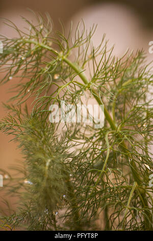 Fenchel (Foeniculum vulgare) Anlage Stockfoto